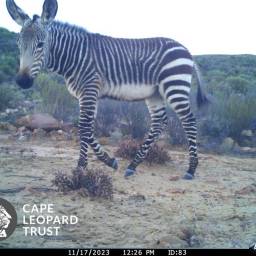 Cape mountain zebra
